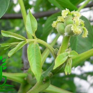 خرید نهال گردو وینا با قیمت مناسب + فروش نهال گردو وینا