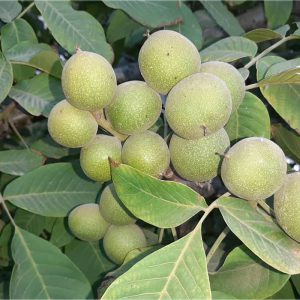خرید نهال گردو ژنوتیپ برتر مراغه با قیمت مناسب