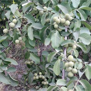 خرید نهال گردو دیرگل با قیمت مناسب [فروش ویژه نهال گردو دیرگل]