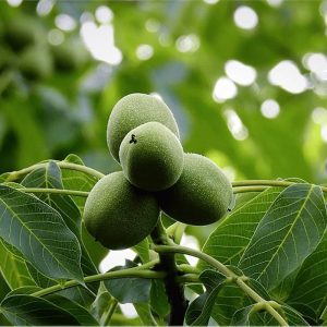 خرید نهال گردو فرنت با قیمت مناسب [فروش ویژه نهال گردو فرنت]