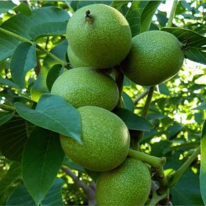 خرید نهال گردو لارا با قیمت مناسب [فروش ویژه نهال گردو لارا]