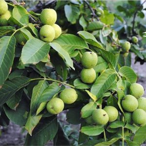 خرید نهال گردو هارتلی با قیمت مناسب [فروش ویژه نهال گردو هارتلی]