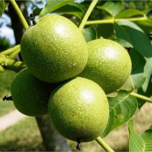 خرید نهال گردو پدرو با قیمت مناسب [فروش ویژه]