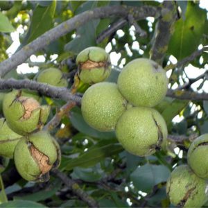 خرید نهال گردو دیم با قیمت مناسب [فروش ویژه]