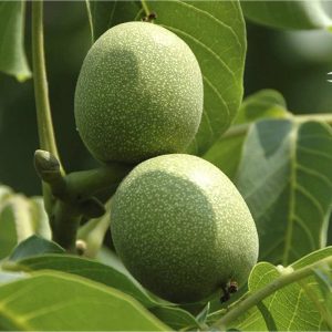 خرید نهال گردو فرانکت با قیمت مناسب [فروش ویژه نهال گردو فرانکت]