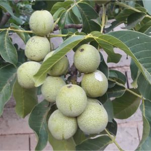 خرید نهال گردو مقاوم به گرما با قیمت مناسب [فروش ویژه]