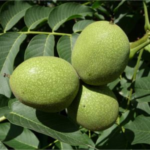 خرید نهال گردو پوست کاغذی با قیمت مناسب [فروش ویژه نهال گردو پوست کاغذی]