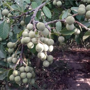 خرید نهال گردو ژنوتیپ برتر با قیمت مناسب [فروش ویژه نهال گردو]