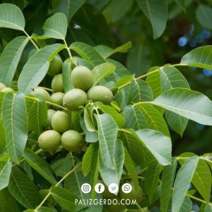 نهال گردو اسرائیلی با بهترین قیمت مناسب