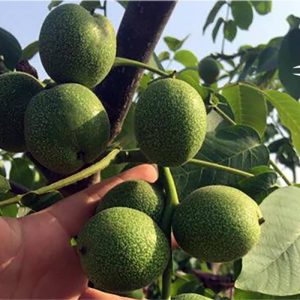 نهال گردو فرنور پیوندی با قیمت مناسب [خرید نهال گردو فرنور با مشاوره رایگان]