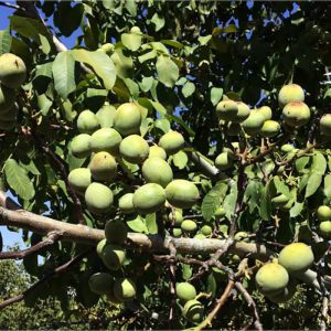 خرید نهال گردو مقاوم به سرما با قیمت مناسب [فروش ویژه با مشاوره رایگان]