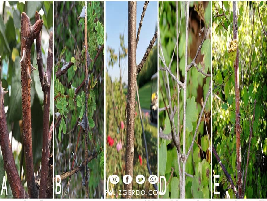 روش های درمان بیماری سیتوسپورایی درخت گردو